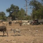 Sapi di TPA Tamangapa Dikandangkan, Sampah Organik Pasar Capai 30 Ton per Hari Jadi Pakan