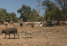 Sapi di TPA Tamangapa Dikandangkan, Sampah Organik Pasar Capai 30 Ton per Hari Jadi Pakan
